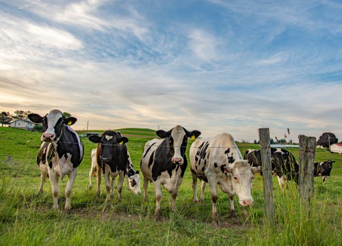 A group of black and white cows standing in a grassy field with a cloudy sky in the background.