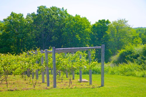 A sunny vineyard with wooden posts and green grapevines, surrounded by lush trees and grass.