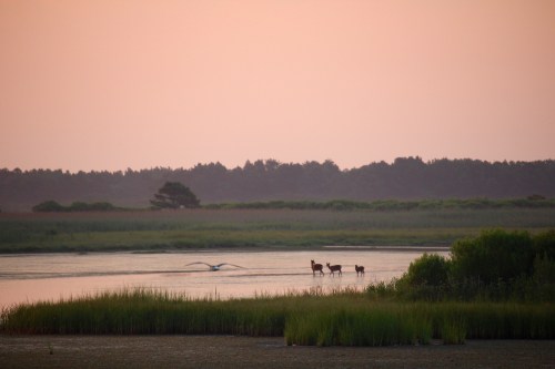 Three deer stand in shallow water at sunset, with a soft pink sky and lush greenery in the background.