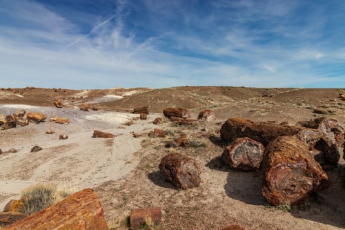 A landscape featuring large, colorful petrified wood logs scattered across a dry, sandy terrain under a blue sky.