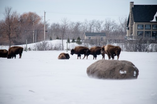 A herd of bison grazing in a snowy field, with a large rock and a house in the background.