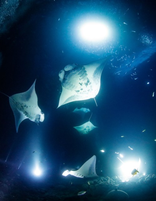 A serene underwater scene featuring manta rays swimming gracefully in illuminated waters.