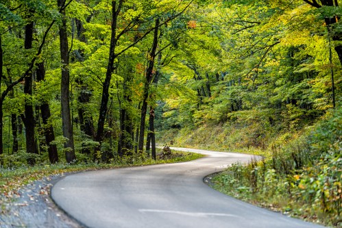 A winding road through a lush green forest with vibrant trees and dappled sunlight.