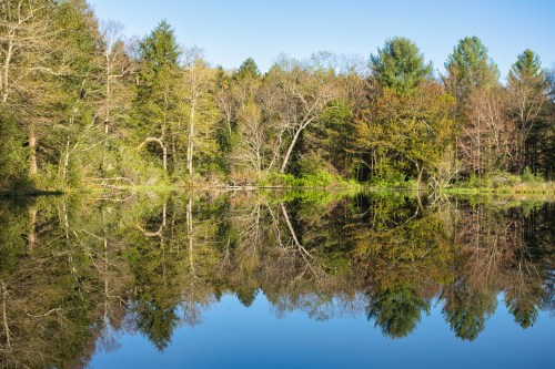 A serene lake reflecting lush trees and a clear blue sky, creating a peaceful natural scene.