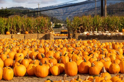 A pumpkin patch filled with numerous orange pumpkins, surrounded by green plants and mountains in the background.