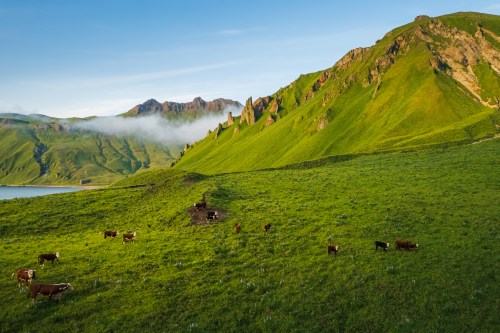 A lush green landscape with cows grazing, surrounded by mountains and mist under a clear blue sky.