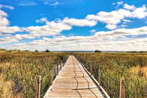 A wooden boardwalk stretches through tall grasses under a bright blue sky with fluffy clouds.