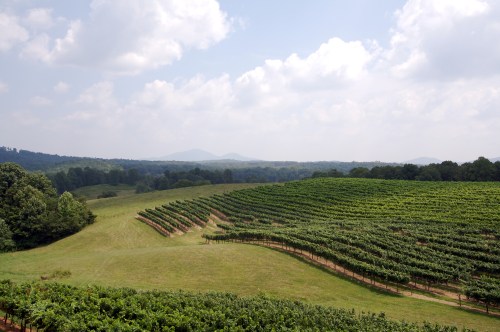 A scenic vineyard landscape with rolling hills, lush green vines, and a cloudy sky in the background.