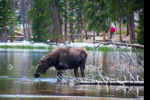 A moose wades through a calm lake, surrounded by trees, with a person in a pink jacket walking in the background.