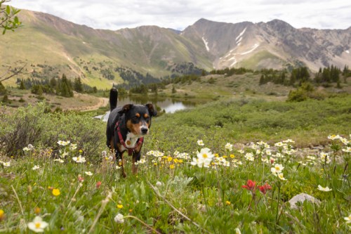 A dog walks through a field of wildflowers with mountains and a lake in the background.