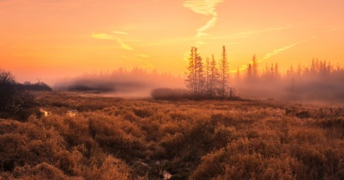 A serene landscape at sunrise, featuring misty trees and golden grasses under a colorful sky.