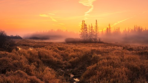 A serene landscape at sunrise, featuring misty fields, silhouetted trees, and a colorful sky.