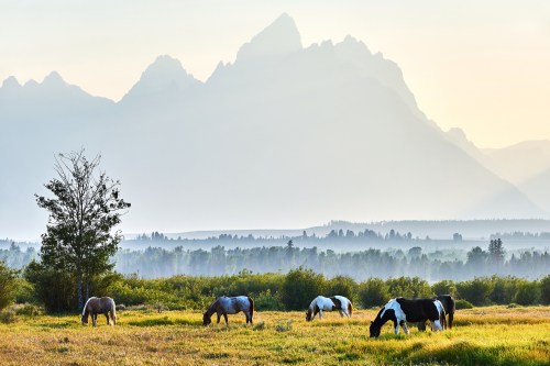 Horses graze in a lush field with misty mountains in the background during sunrise.