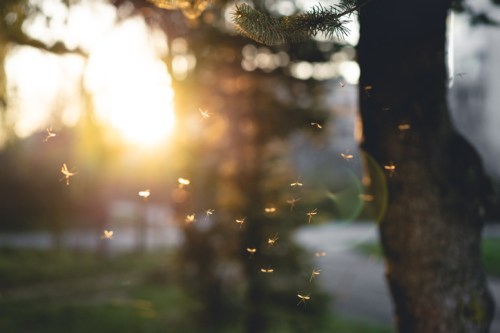 A sunlit scene with small insects dancing in the air near a tree, creating a magical, serene atmosphere.