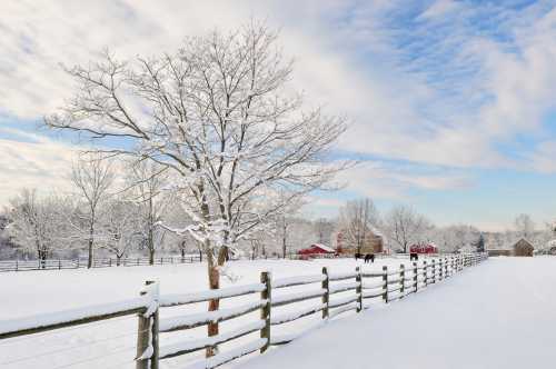 A snowy landscape with a bare tree, a wooden fence, and a red barn in the background under a cloudy sky.