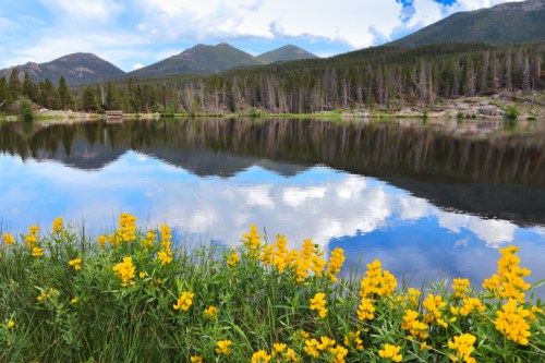 A serene lake reflects mountains and clouds, bordered by vibrant yellow flowers and lush green grass.