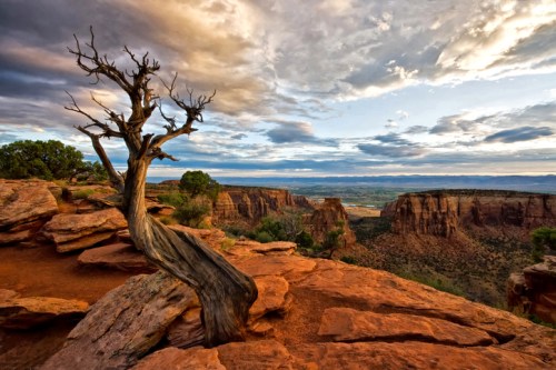A gnarled tree stands on rocky terrain, overlooking a vast canyon under a dramatic sky with clouds at sunset.