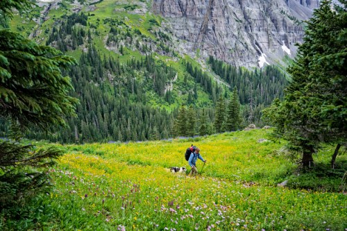 A person and a dog walk through a vibrant wildflower meadow, surrounded by lush green trees and mountains.