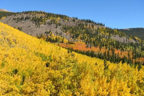 Vibrant autumn landscape with golden aspen trees on one side and green pines on the other, under a clear blue sky.