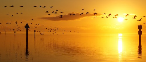 A serene sunset over calm waters, with a flock of birds flying across the golden sky.