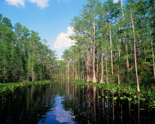 A serene swamp scene with tall trees reflecting in calm water under a blue sky with scattered clouds.