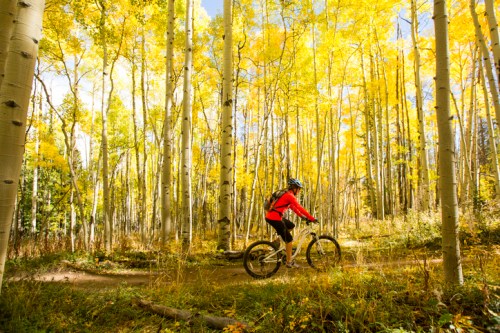 A cyclist rides through a vibrant forest of golden autumn leaves and tall aspen trees.