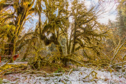 Lush, moss-covered trees in a forest, with a light dusting of snow on the ground and a bright sky peeking through.