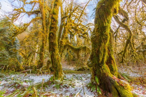 Lush, moss-covered trees in a serene forest, with patches of snow on the ground and soft light filtering through.