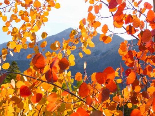 Colorful autumn leaves frame a mountain view, showcasing vibrant oranges and yellows against a clear sky.