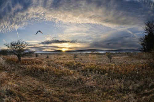 A panoramic view of a serene landscape at sunrise, featuring fields, trees, and a bird flying across the sky.