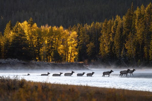A line of deer wades through a misty river, framed by autumn trees and a golden sunrise in the background.