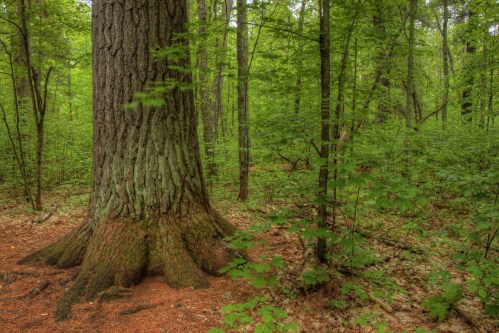 A large tree trunk surrounded by lush green foliage in a serene forest setting.