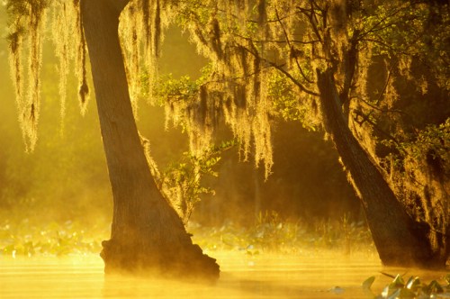 Sunlit trees draped in Spanish moss reflect in a misty, golden swamp landscape.