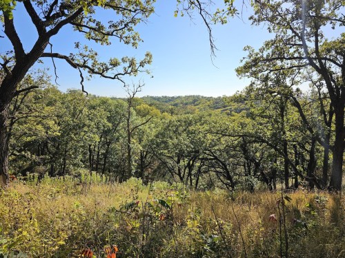 A scenic view of a lush green forest with trees and rolling hills under a clear blue sky.
