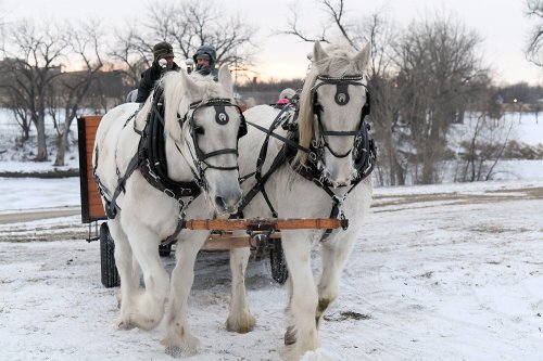 Two white horses pull a sled through snowy terrain, with riders seated in the sled against a winter landscape.