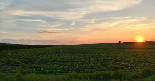 A sunset over a lush green field, with rows of crops and a colorful sky in the background.