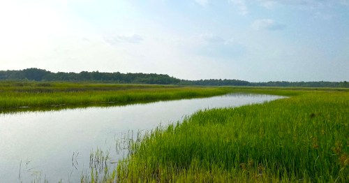A serene wetland scene with tall green grasses and a calm waterway under a clear sky.