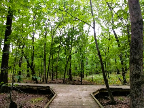 A wooden path intersects in a lush green forest, surrounded by tall trees and dense foliage.
