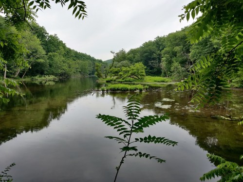 A serene river scene surrounded by lush greenery and trees, reflecting the calm water under a cloudy sky.