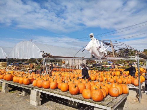 A pumpkin patch with numerous pumpkins and a ghost decoration hanging above, under a clear blue sky.