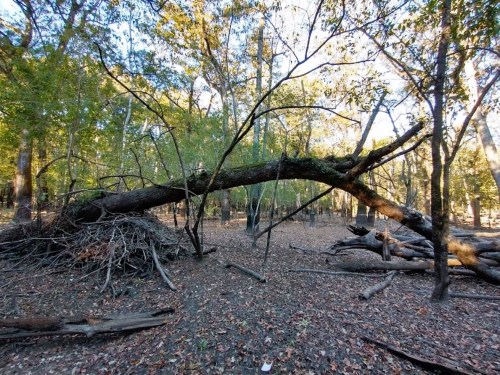 A fallen tree arches over a forest floor covered in leaves, surrounded by tall trees and underbrush.
