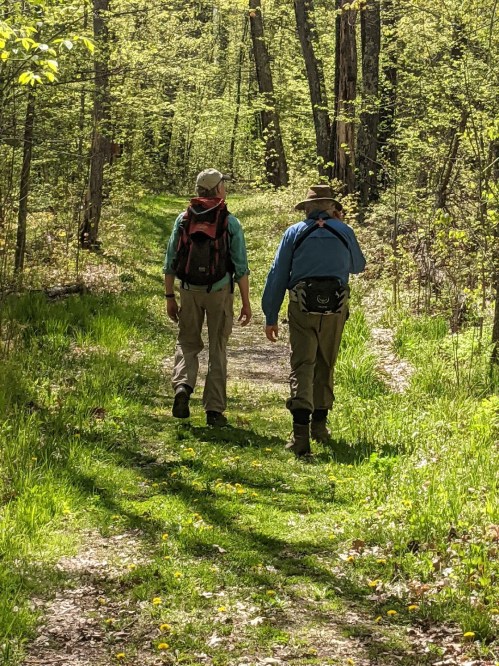 Two hikers walking on a forest trail, surrounded by lush greenery and dappled sunlight.