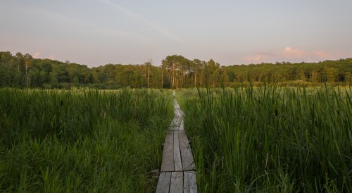 A wooden path leads through tall grass and reeds towards a forested area under a soft, pastel sky.