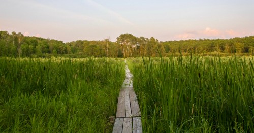 A wooden boardwalk stretches through tall grass and wetlands, leading into a lush green forest under a clear sky.