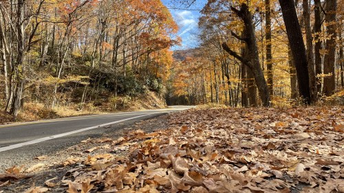A scenic road lined with trees in autumn, covered in colorful fallen leaves under a clear blue sky.