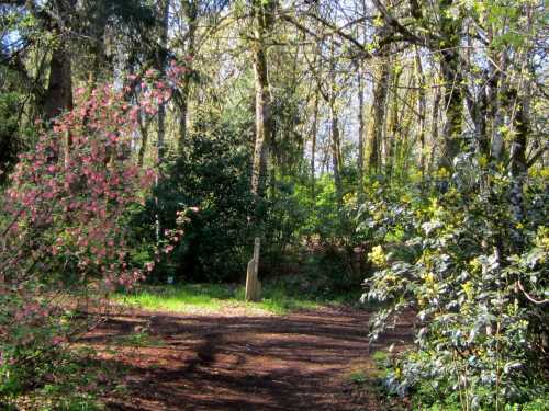 A serene forest scene with blooming pink flowers, lush greenery, and a stone marker along a dirt path.