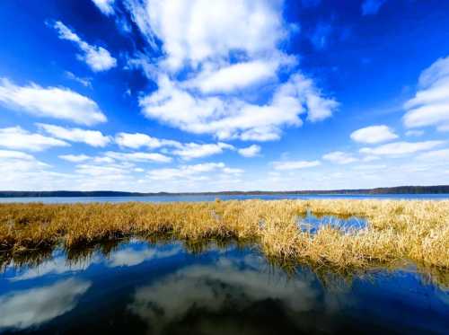 A serene landscape featuring a calm lake, golden grasses, and a bright blue sky with fluffy white clouds.