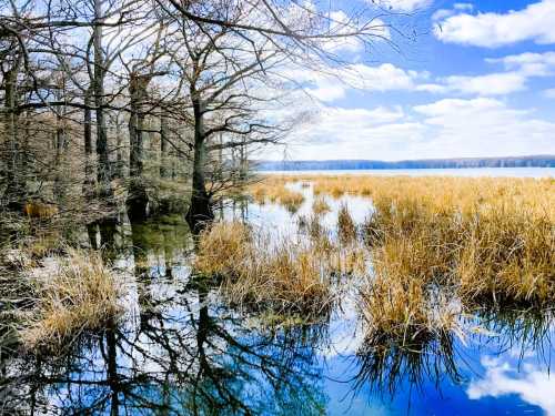 A serene landscape featuring a calm waterway surrounded by tall grasses and bare trees under a blue sky with clouds.