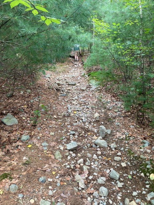 A rocky trail winding through a dense forest, with a person walking in the distance among trees and greenery.