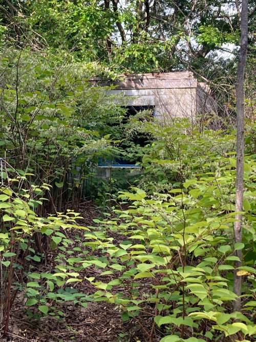 Overgrown path leading to a small, weathered building surrounded by lush green foliage.